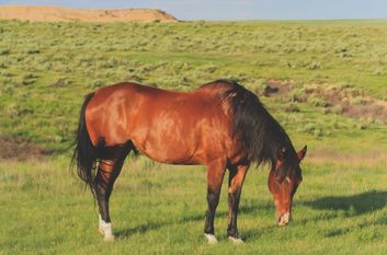 un cheval sur la pelouse